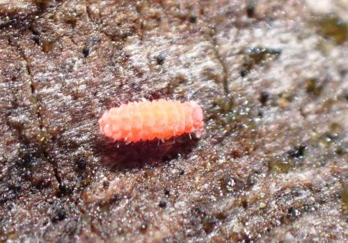 Bilobella aurantiaca